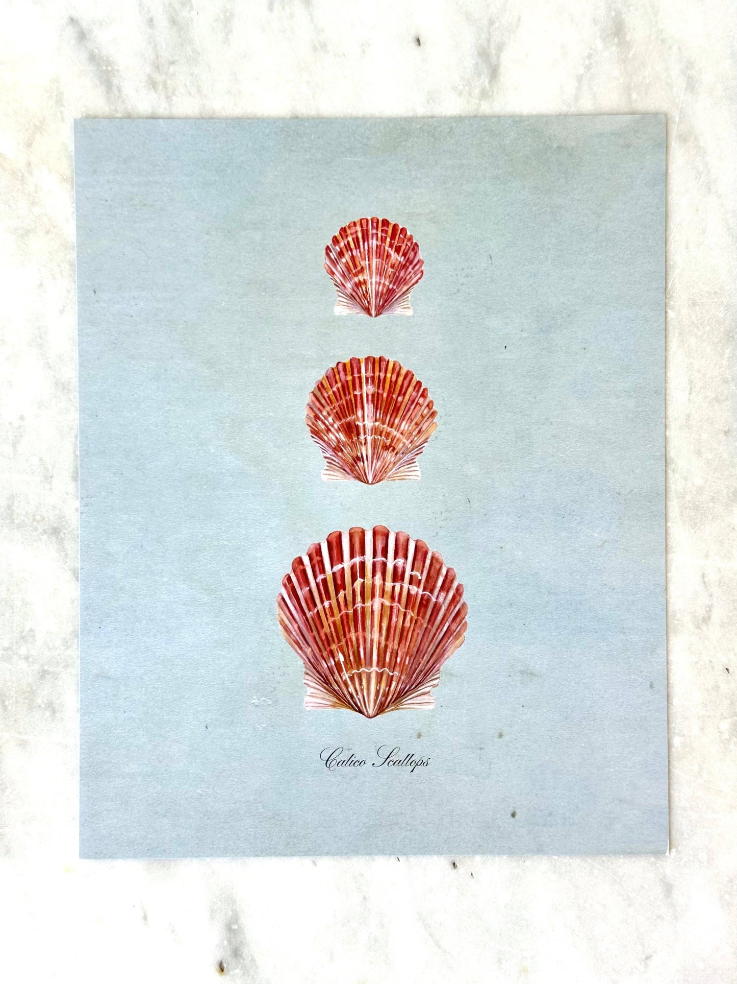 Calico Scallops Print in Gold Bamboo Frame 8x10"