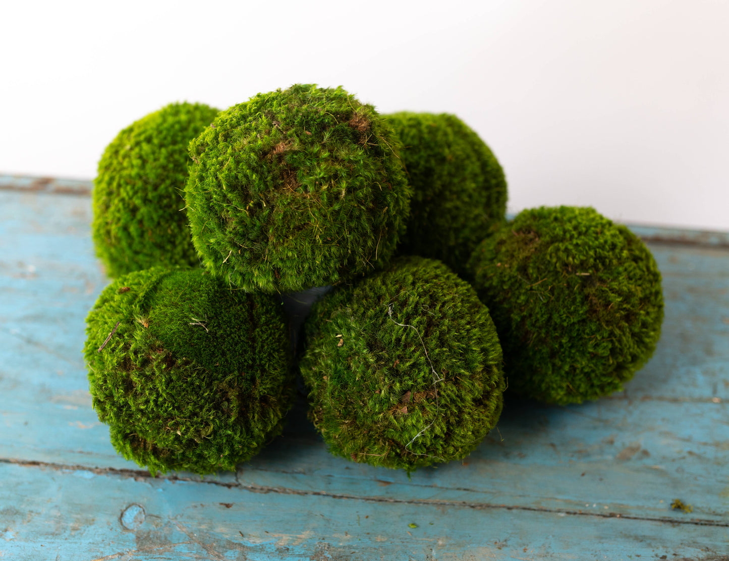 4'' Small Moss Ball