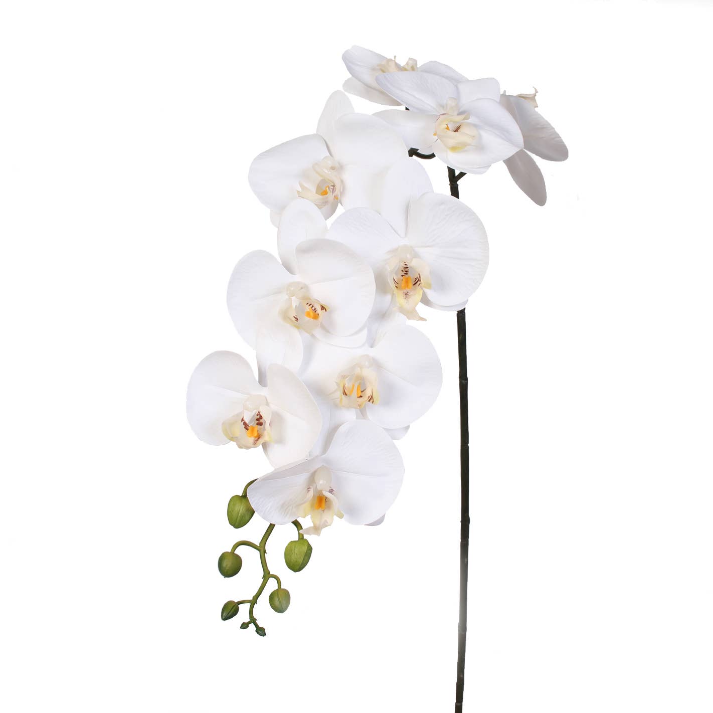 39" White Orchid