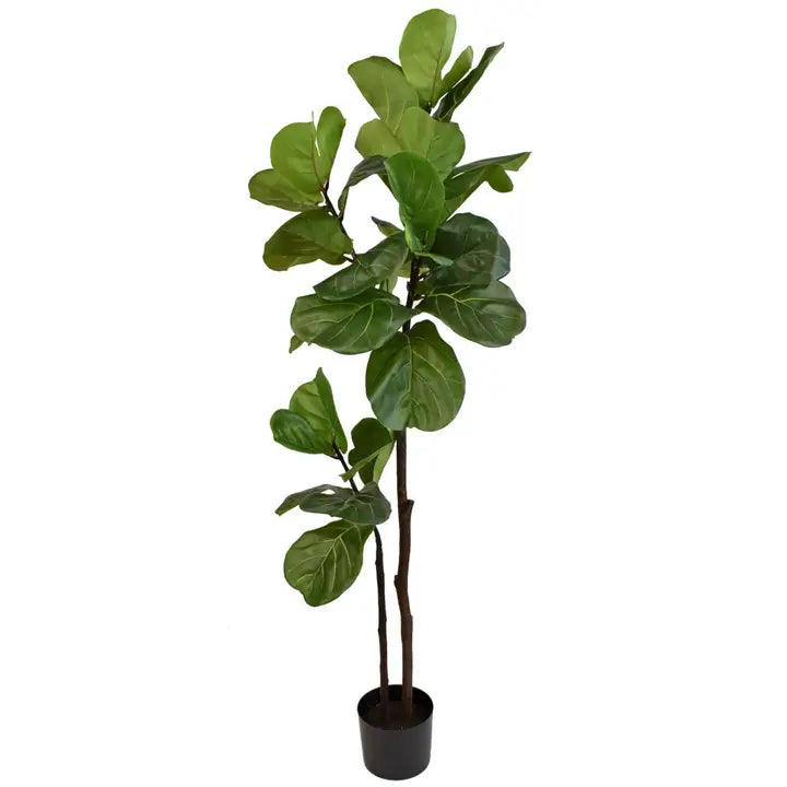 Fiddle Leaf Tree 63"
