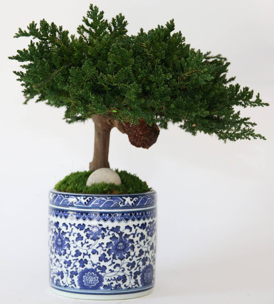 Bonsai in Blue & White Pot