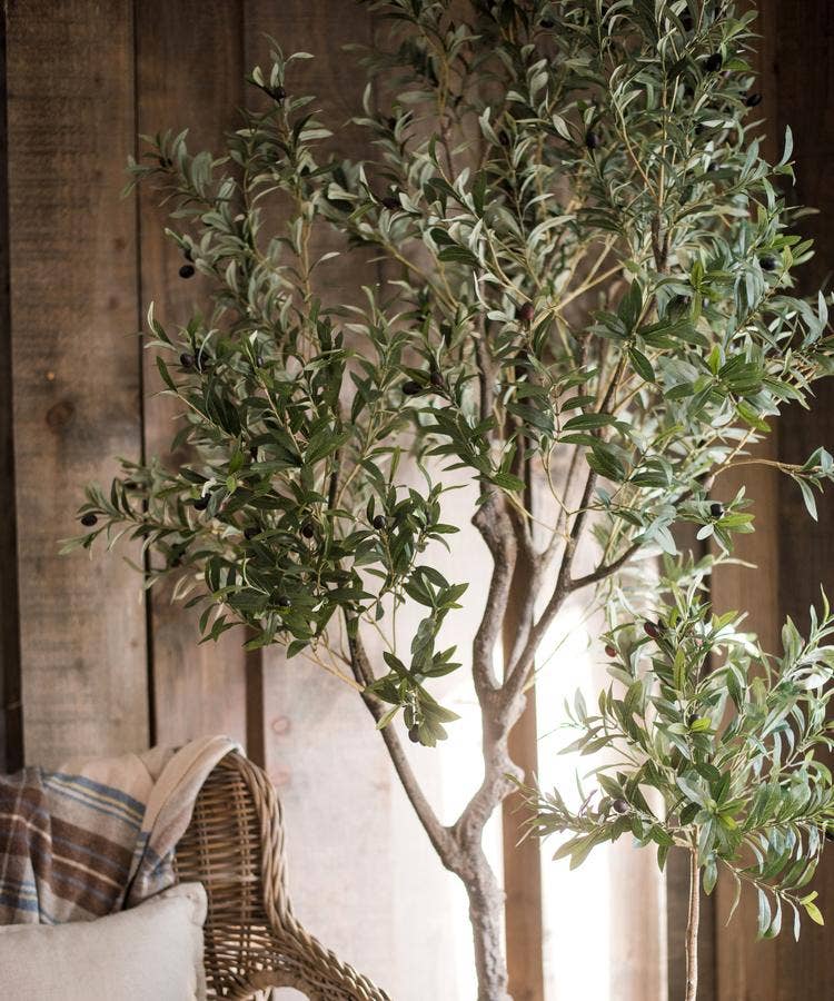 Large Olive Tree