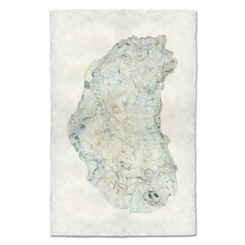 Framed Oyster Study #14