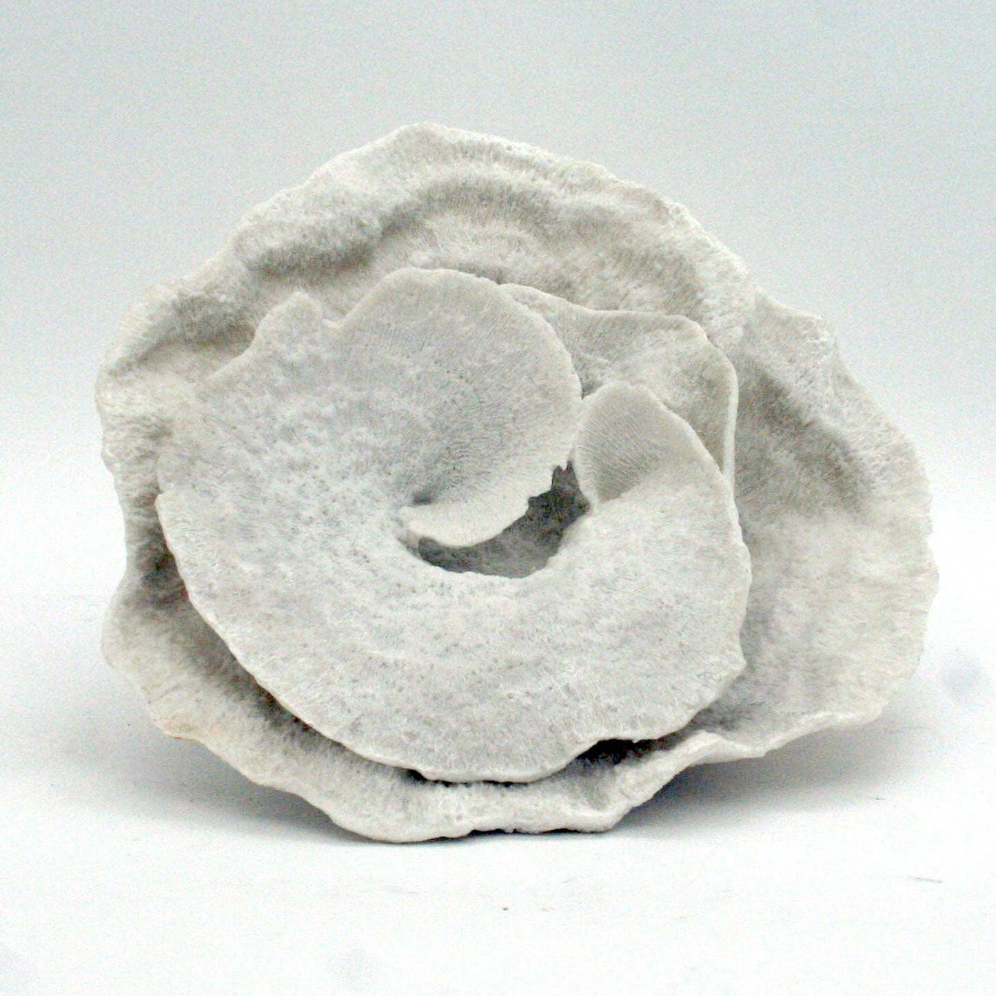 White Montipora Coral