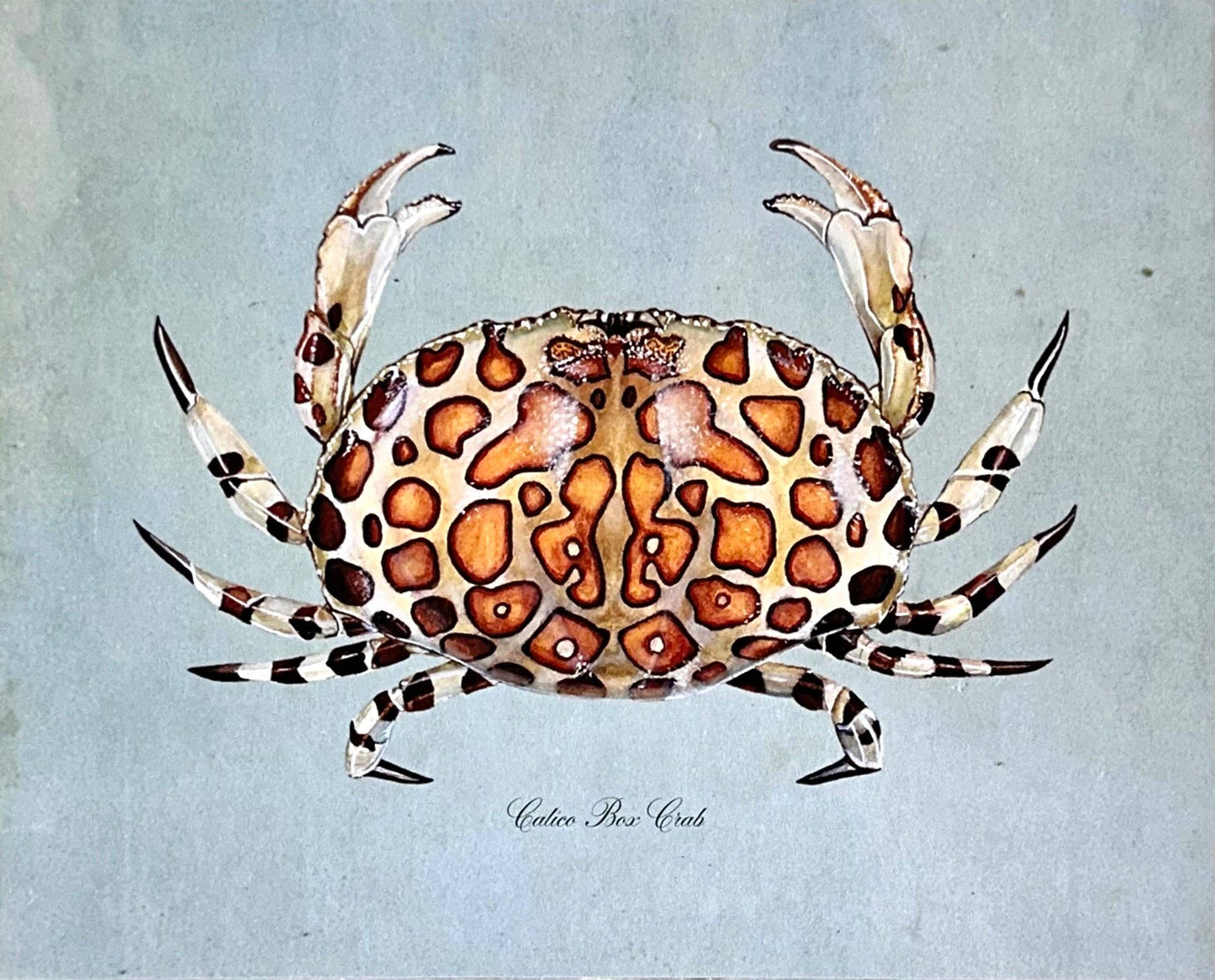 Calico Crab on Blue Print: 8x10"