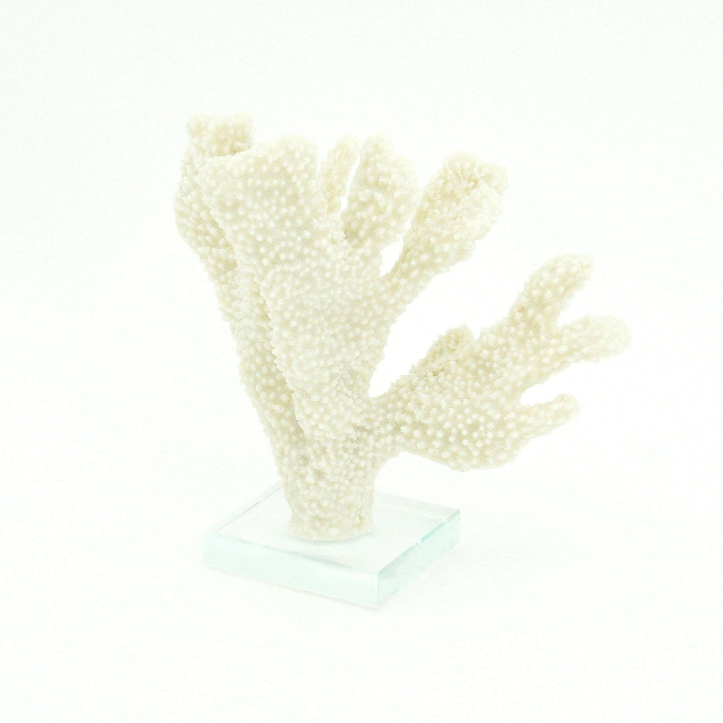 Stylophora Coral