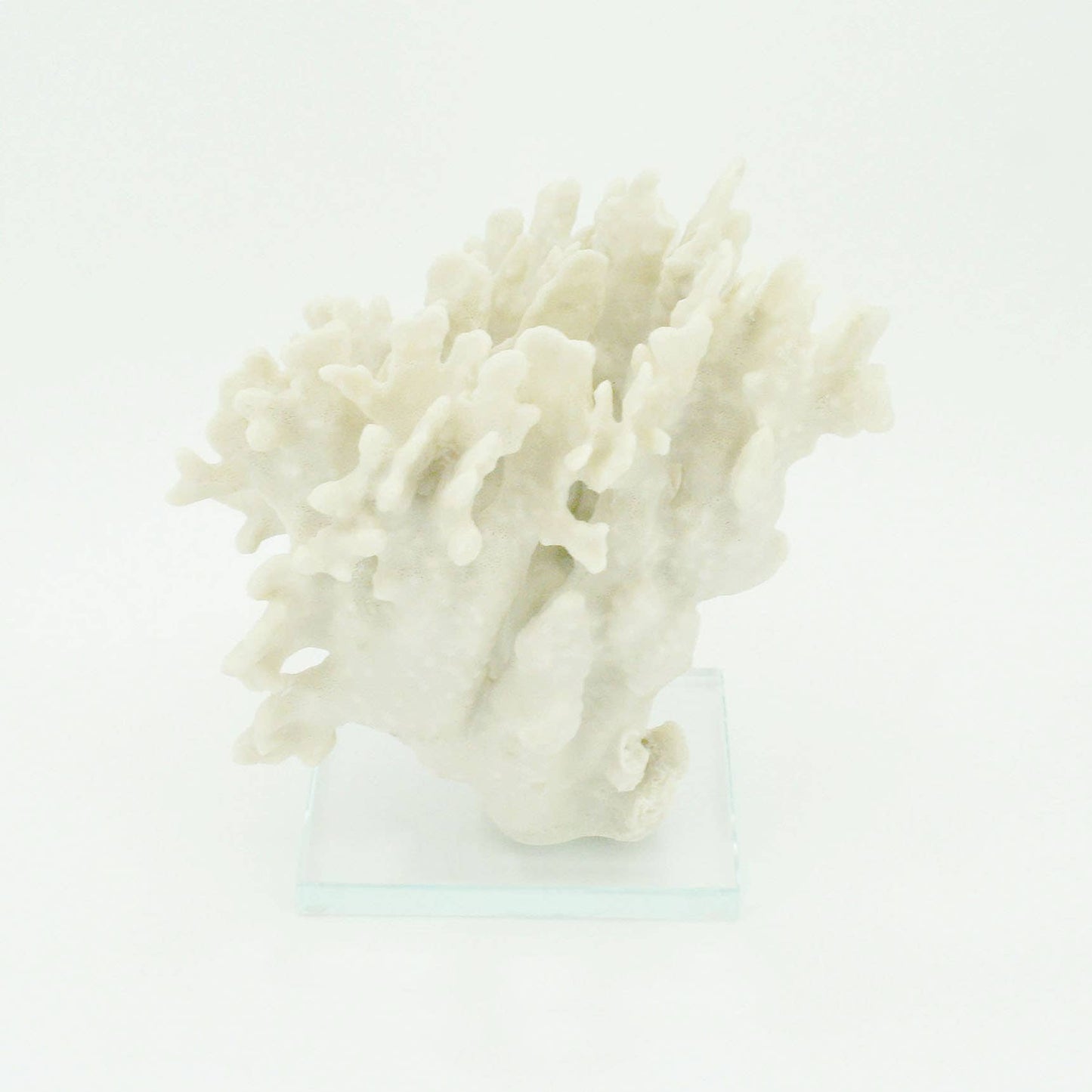 Ridge Coral Large