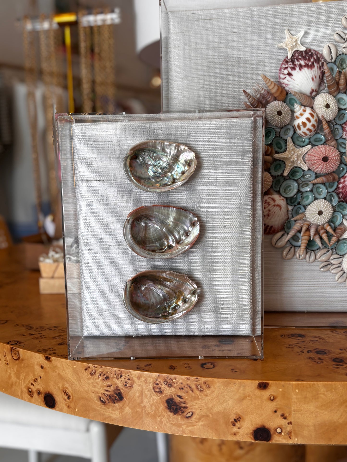 Small Shell Shadow Box