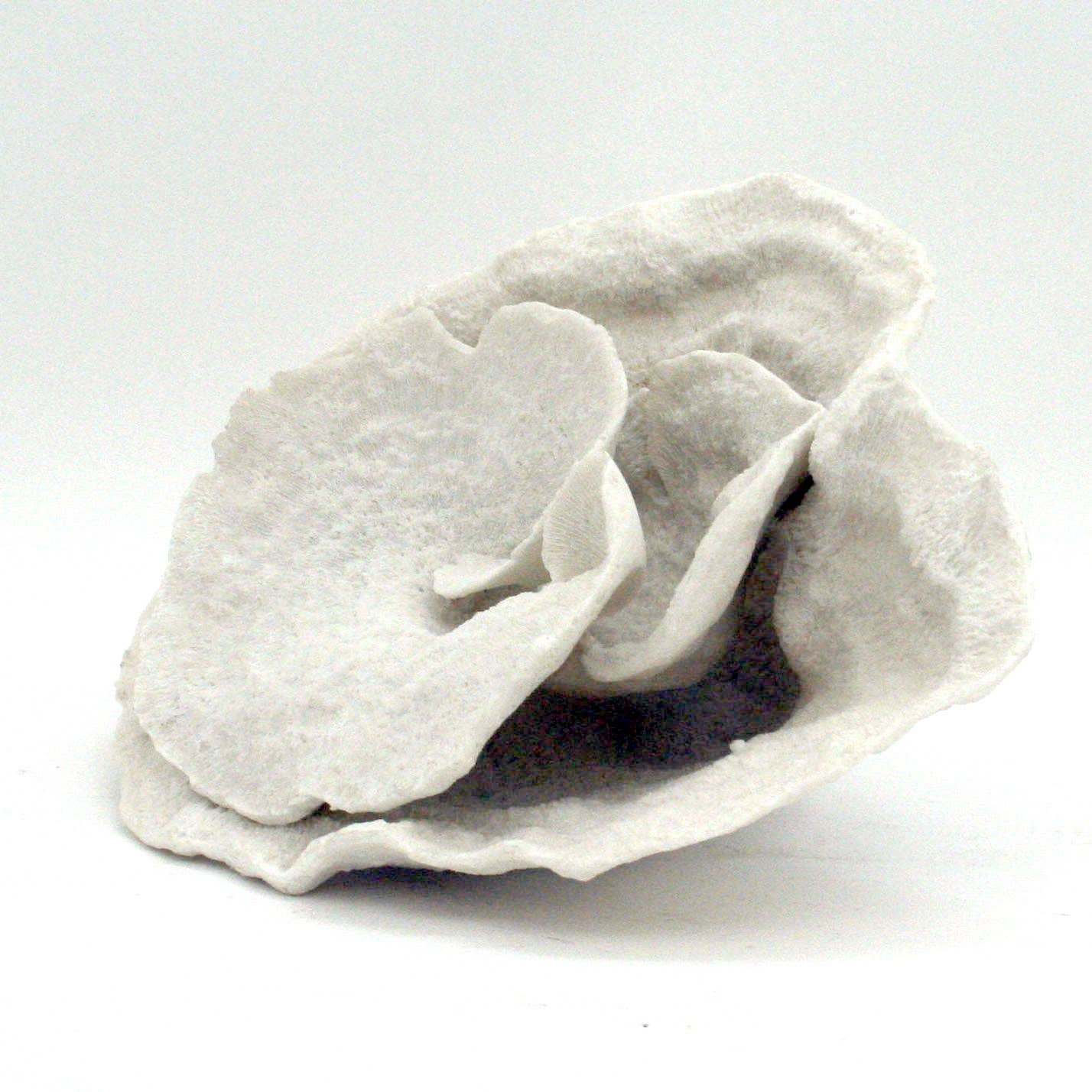 White Montipora Coral