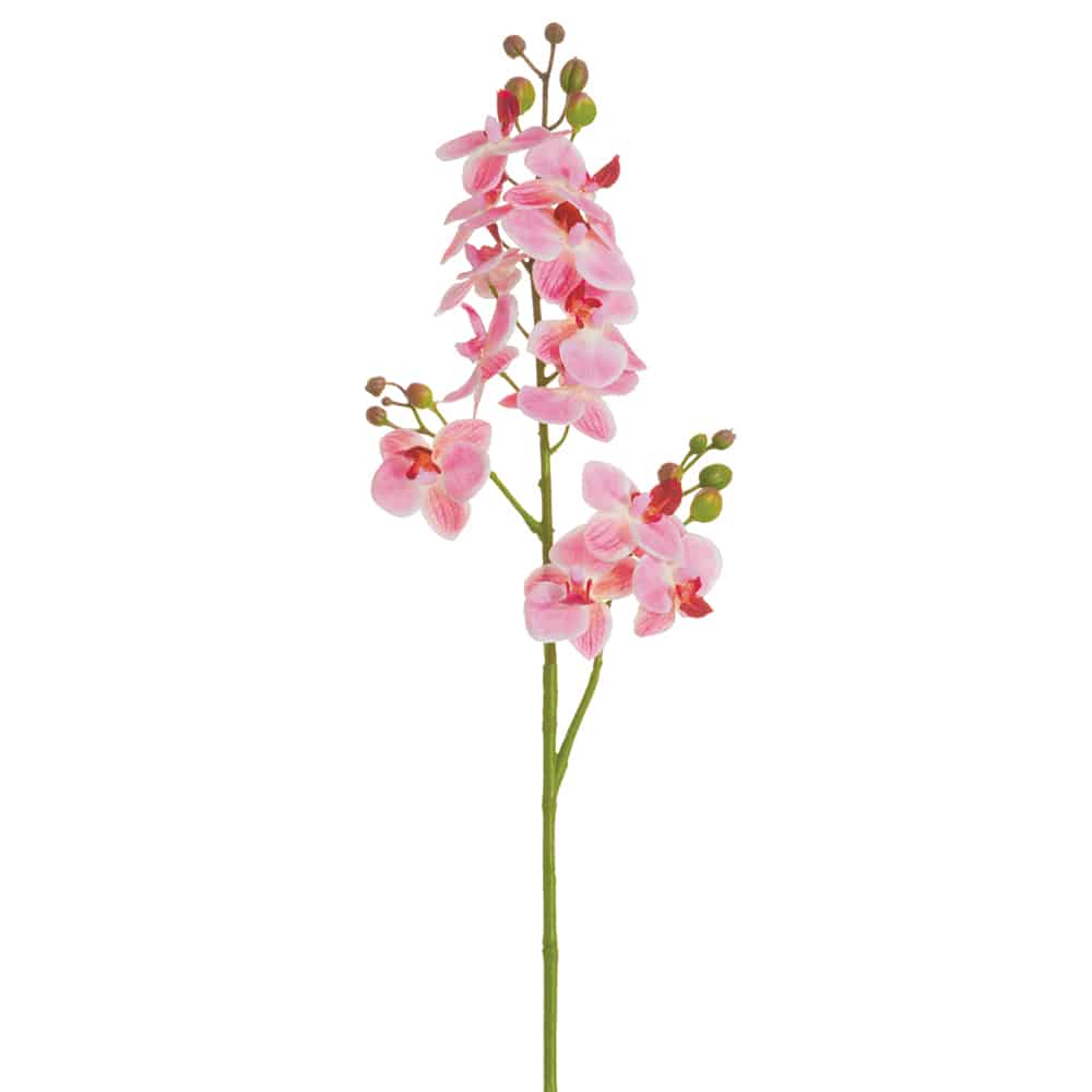 27.5" Mini Phalaenopsis Orchid Spray With 14 Flowers And 7 Buds Pink