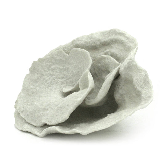 White Montipora Coral