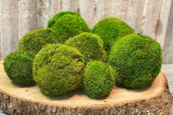 4'' Small Moss Ball