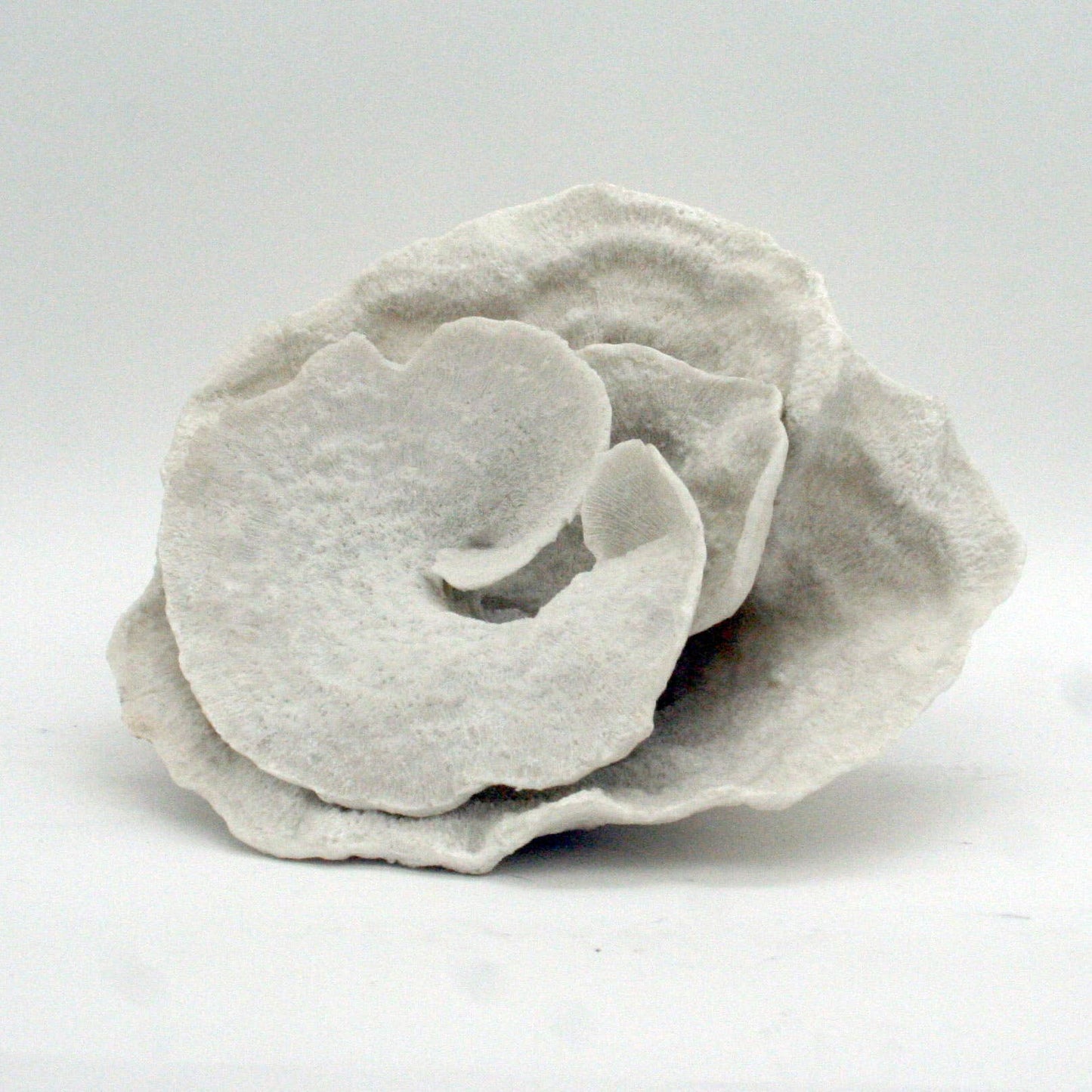 White Montipora Coral