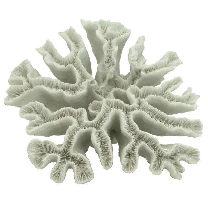 White Hammer Coral