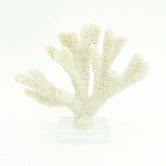 Stylophora Coral