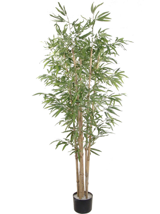 6Ft Bamboo Tree
