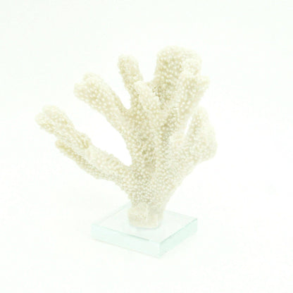 Stylophora Coral