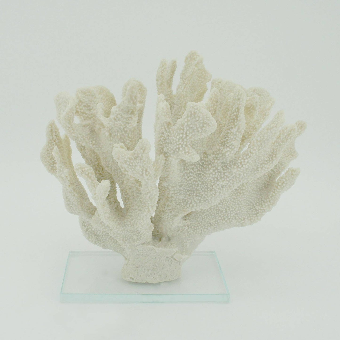 White Large Bearpaw Coral On Acrylic Base