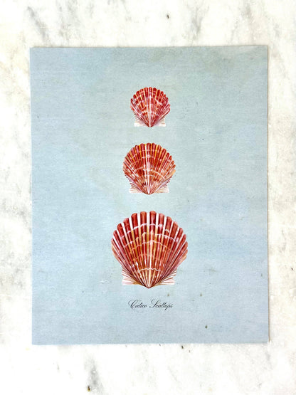Calico Scallops on Blue Print: 8x10"