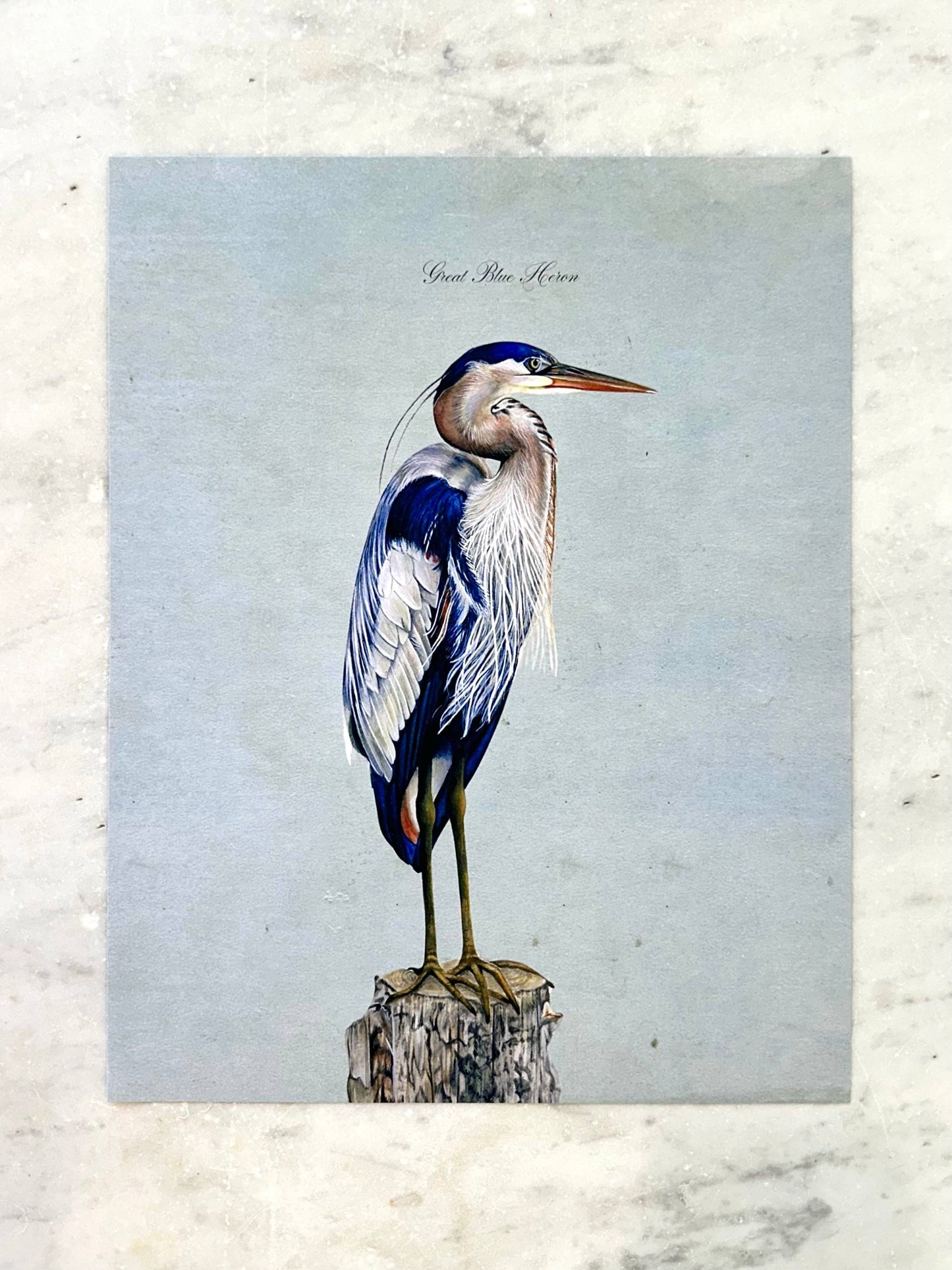 Framed Great Blue Heron Print - 11x14"