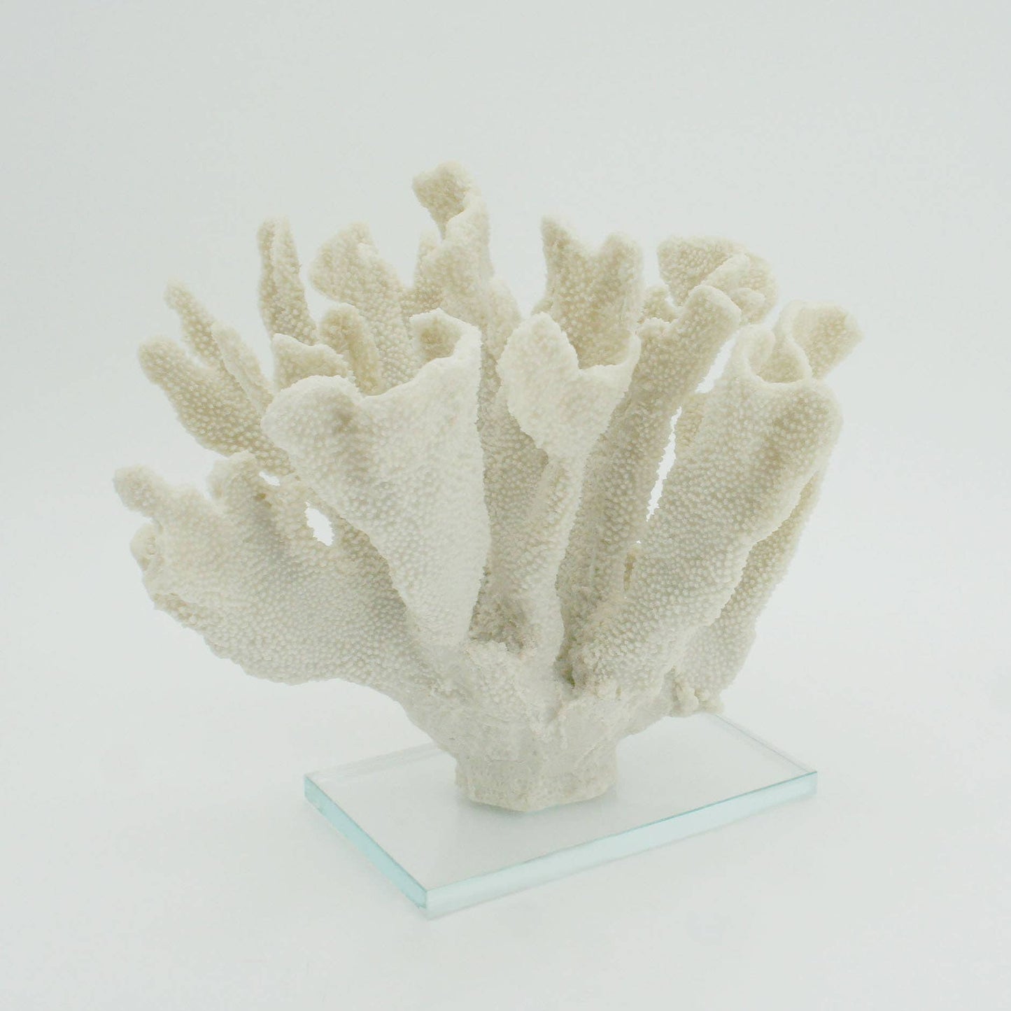 White Large Bearpaw Coral On Acrylic Base