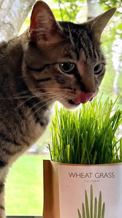 Garden in a Bag - Cat Grass
