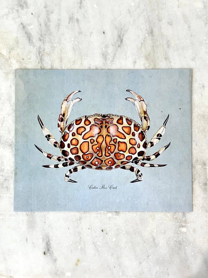 Calico Crab on Blue Print: 8x10"