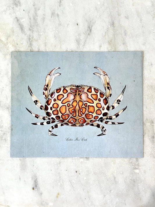 Calico Crab on Blue Print: 8x10"