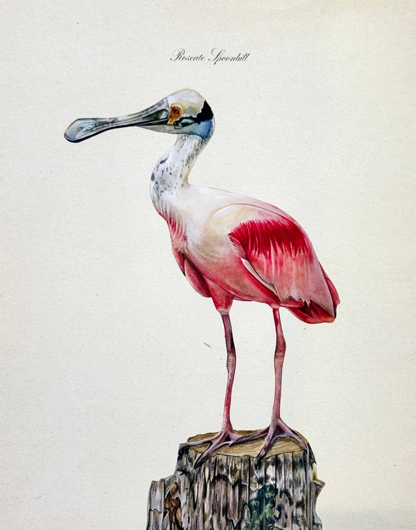 Roseate Spoonbill Print: 11x14"