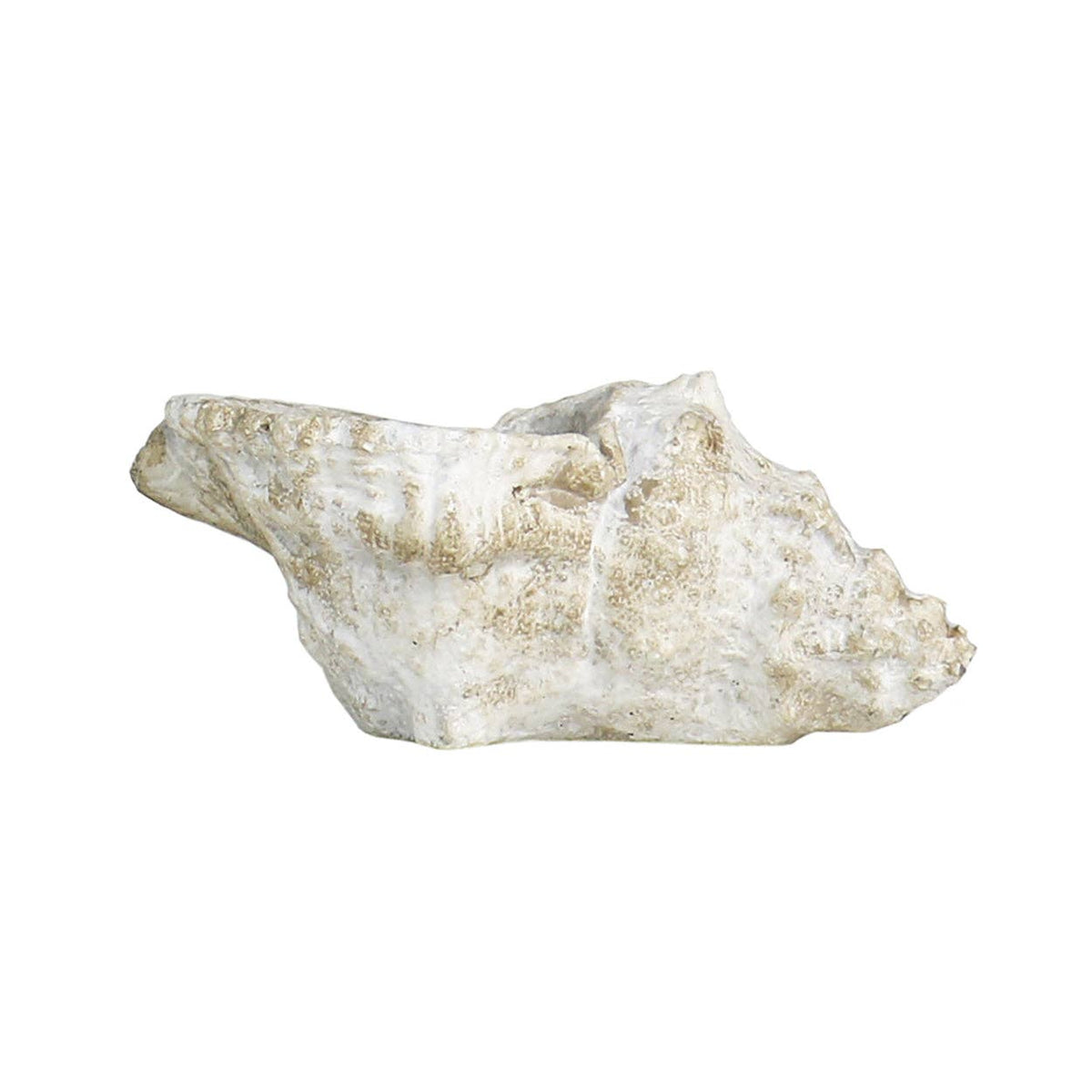 Cast Concrete Conch Shell: Small
