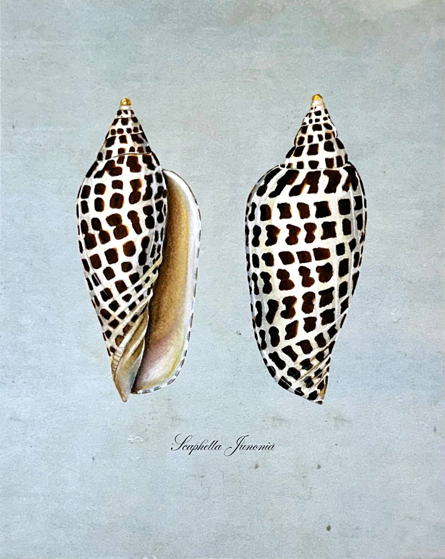 Junonia Shells on Blue Print: 8x10"