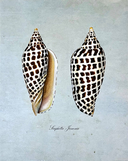 Junonia Shells on Blue Print: 8x10"