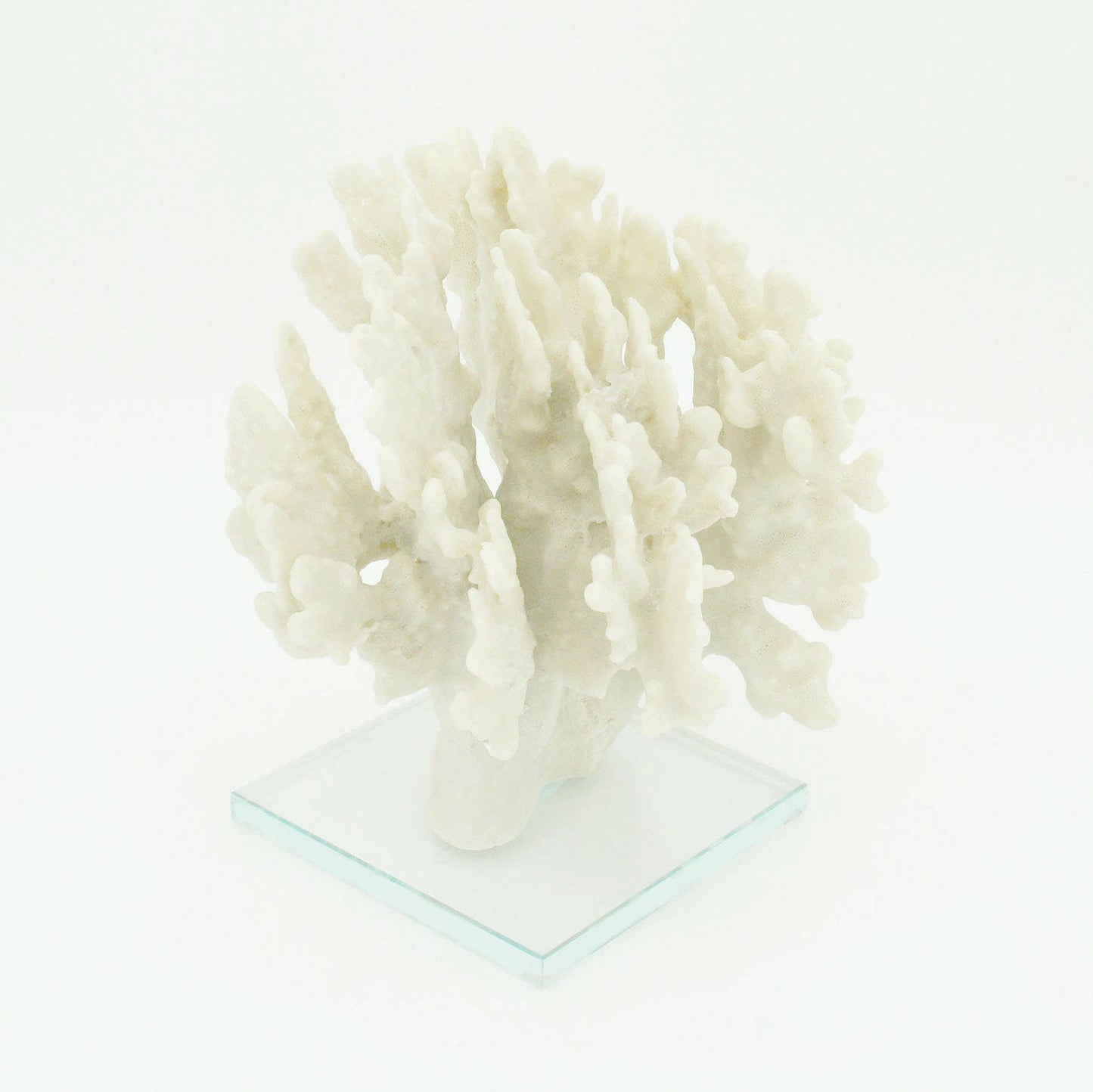Ridge Coral Large