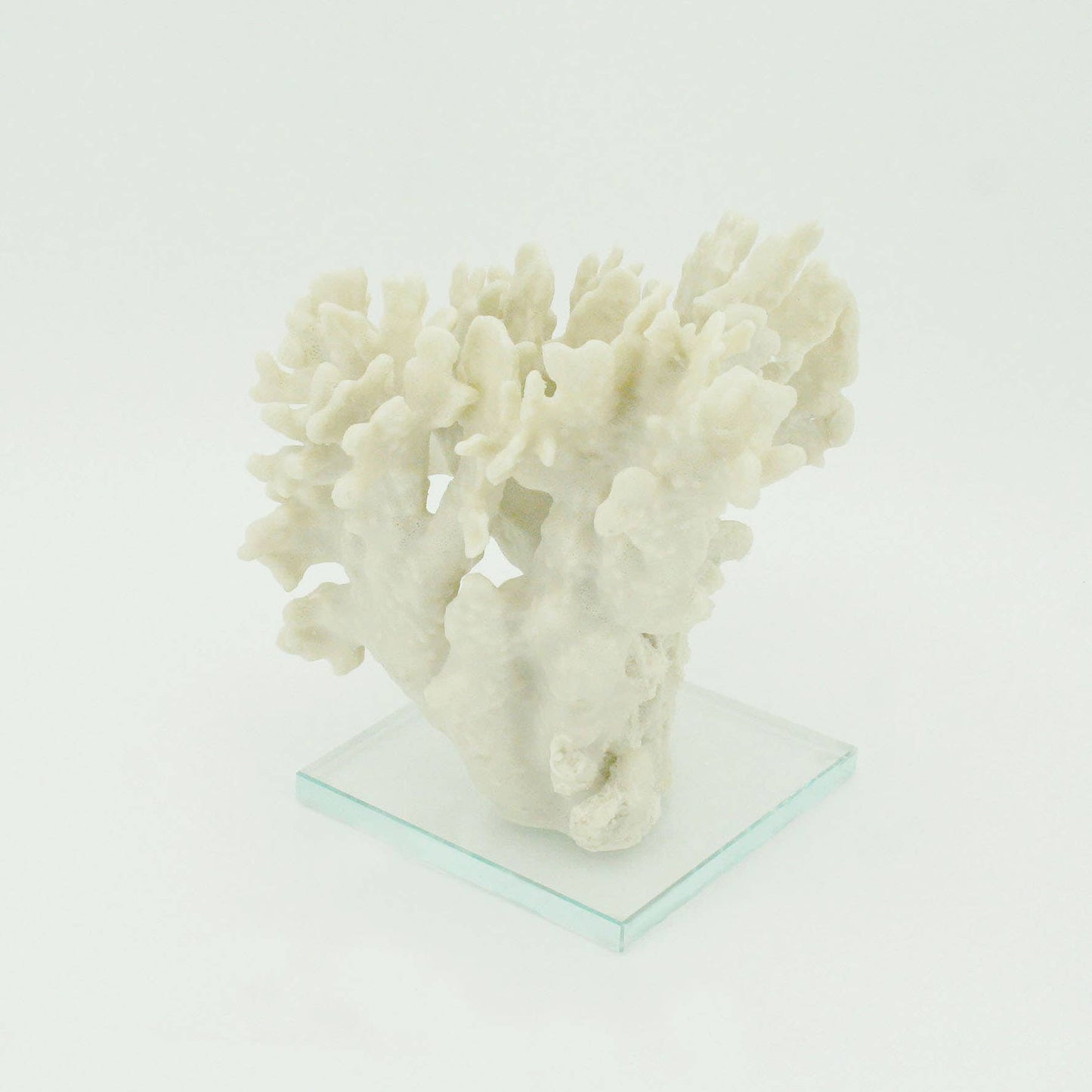Ridge Coral Large