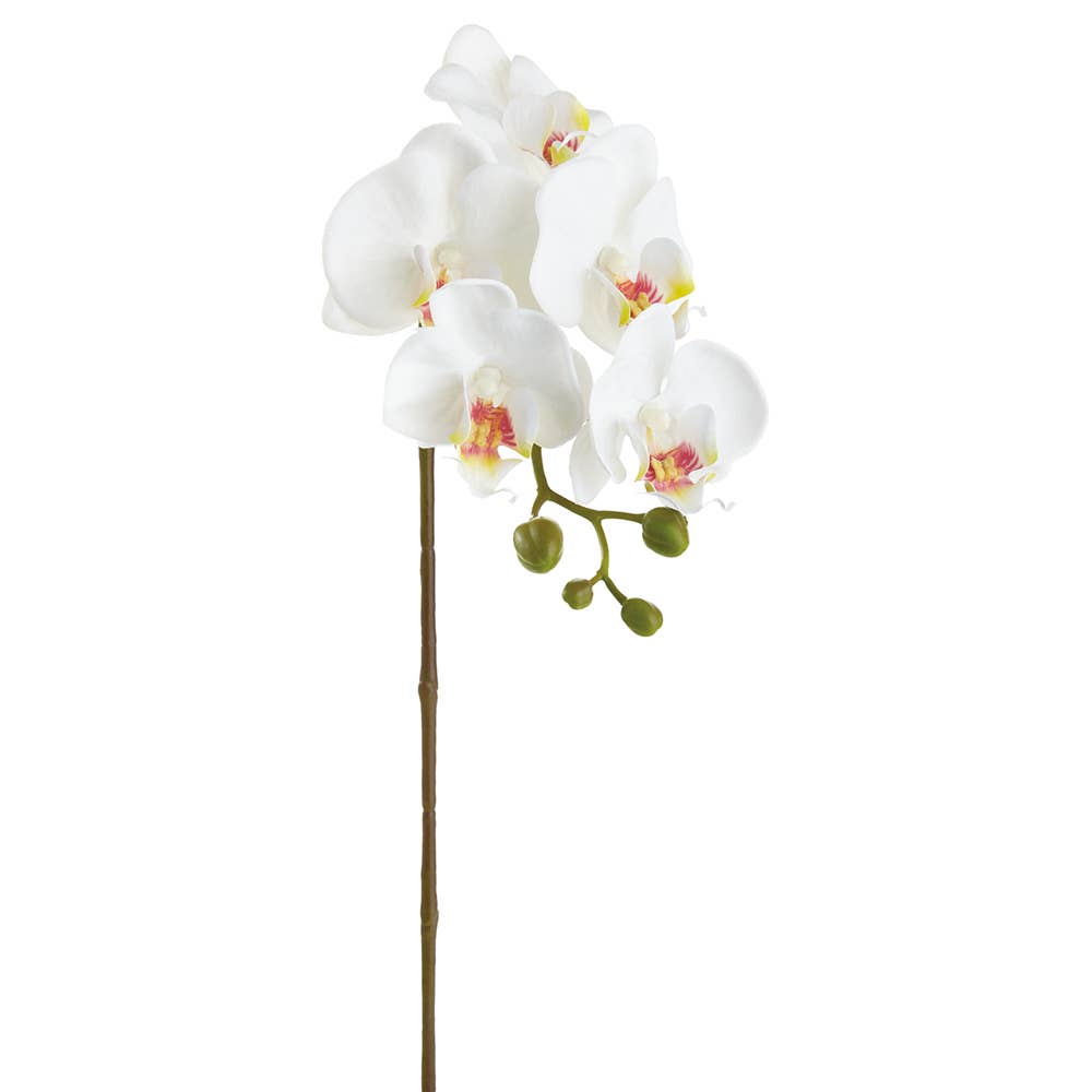 23.5" Real Touch Phalaenopsis Orchid Spray With 5 Flowers White