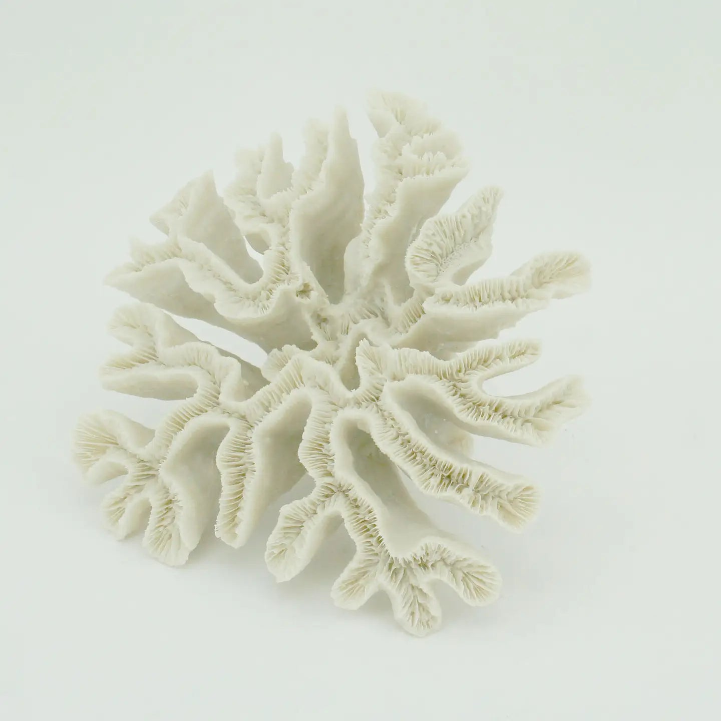 Hammer Coral