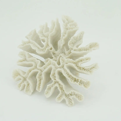 Hammer Coral