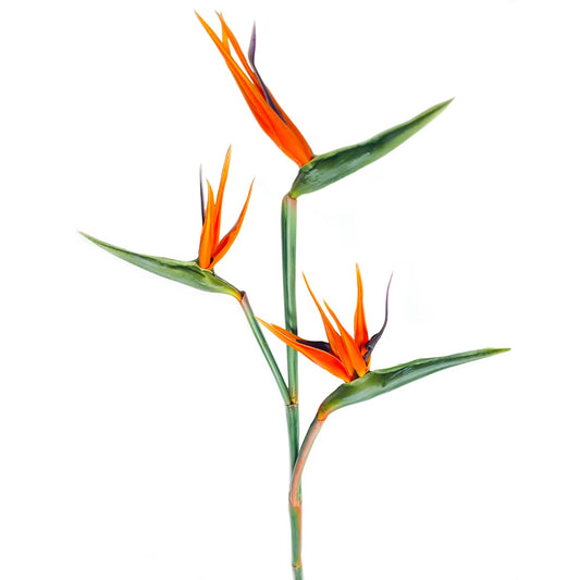 3 Blooms-Real Touch Bird of Paradise-36"Long