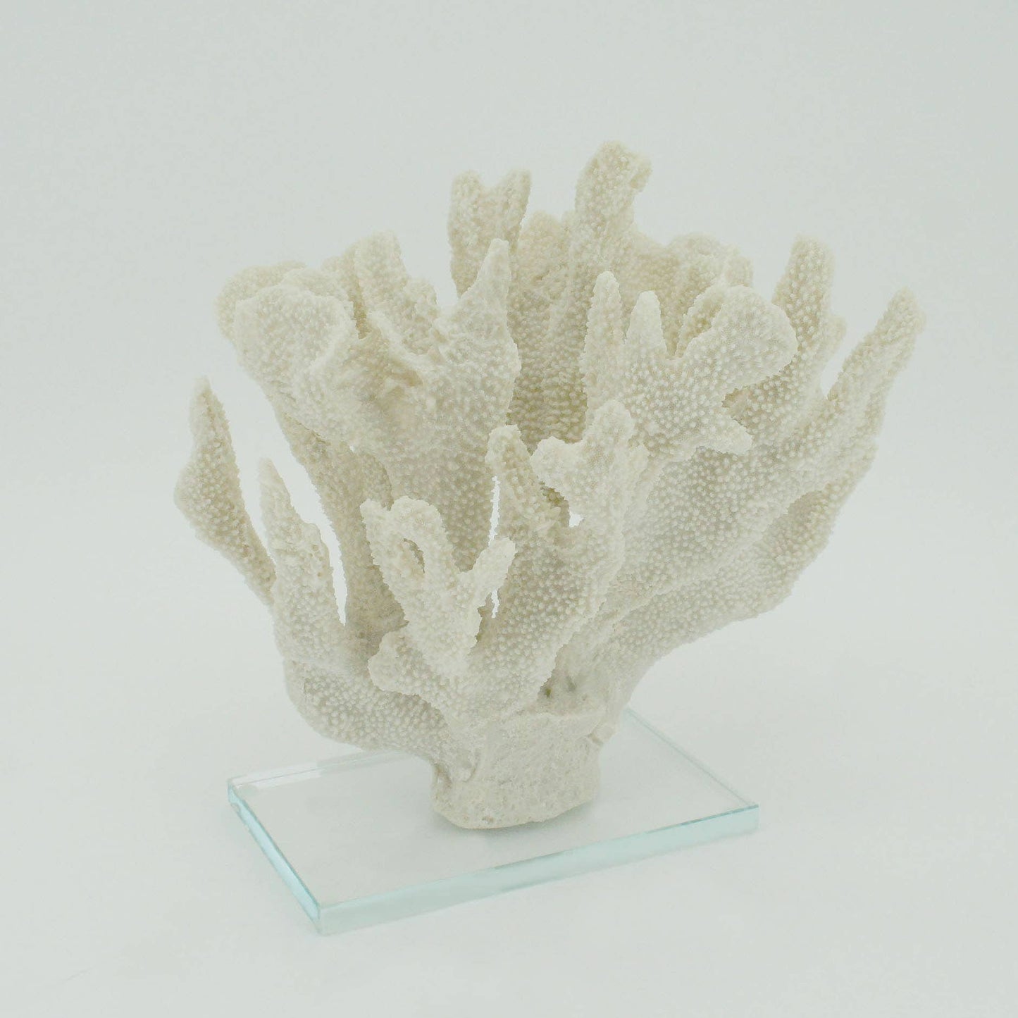 White Large Bearpaw Coral On Acrylic Base
