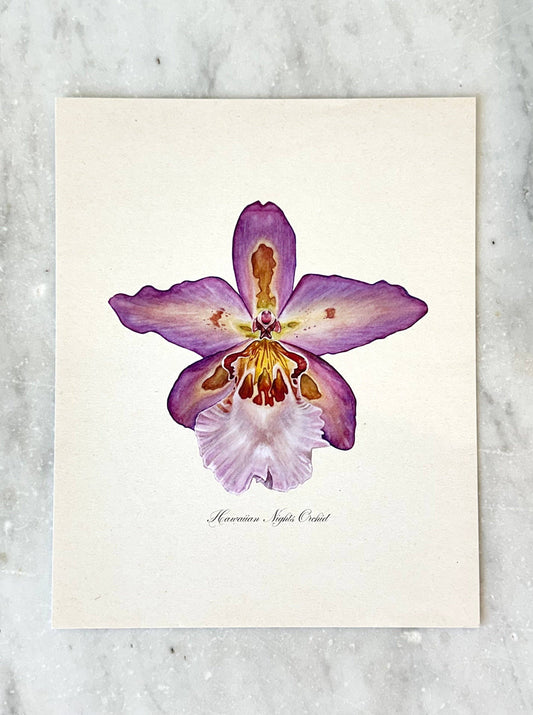 Hawaiian Nights Orchid Print: 11x14"