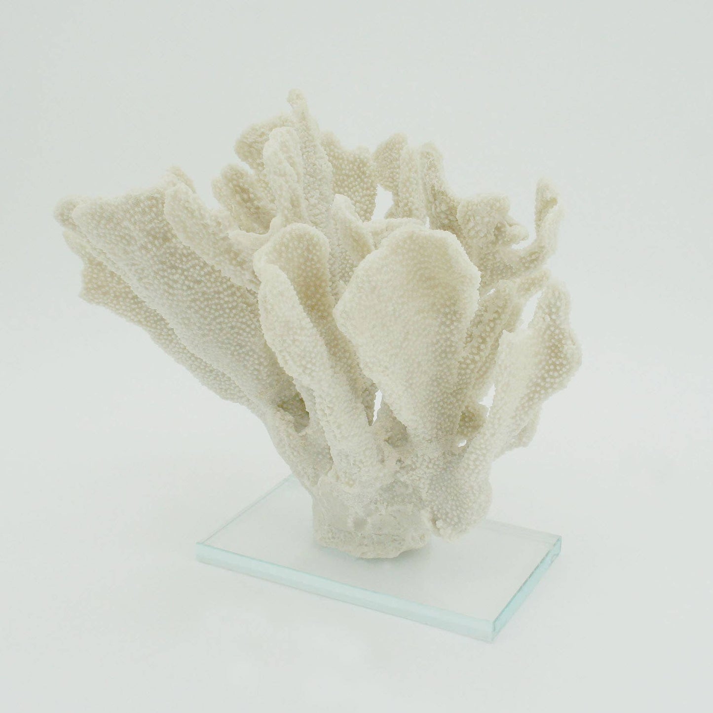White Large Bearpaw Coral On Acrylic Base