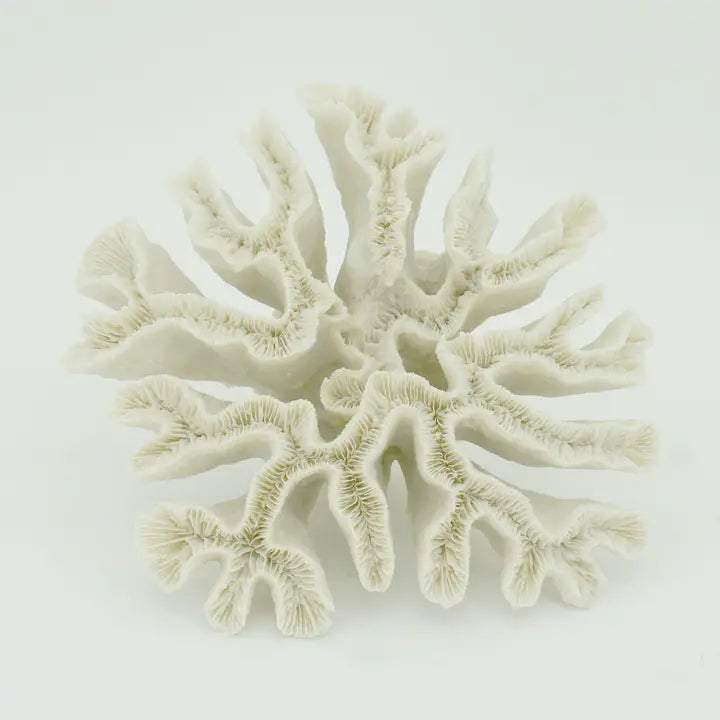 Hammer Coral