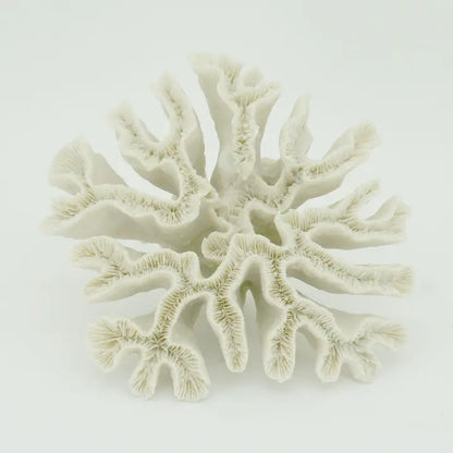 Hammer Coral