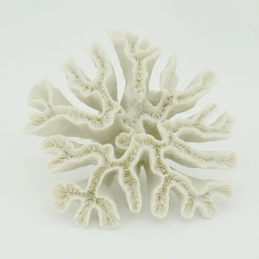 Hammer Coral