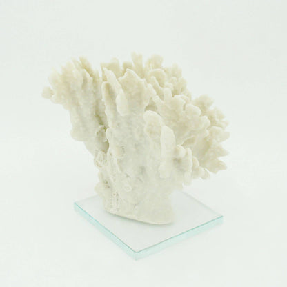 Ridge Coral Large