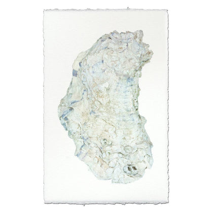 Framed Oyster Study #14