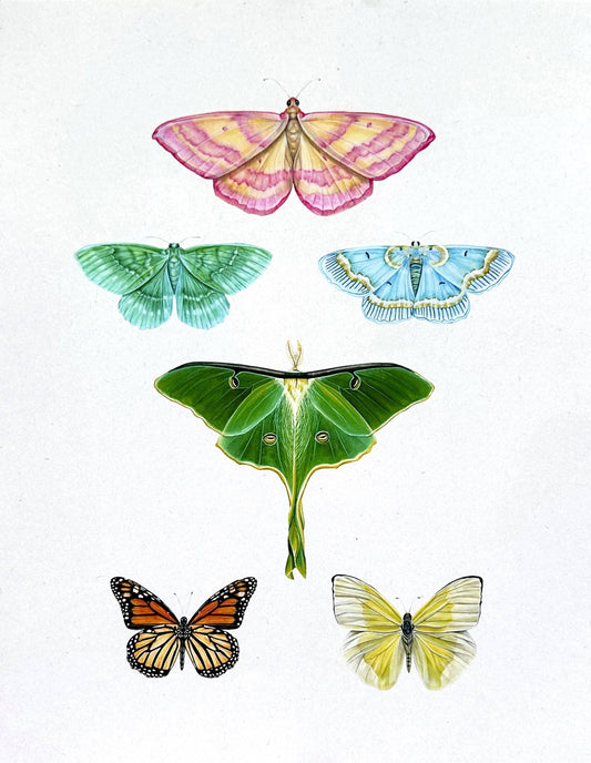 Butterfly Print 11x14"