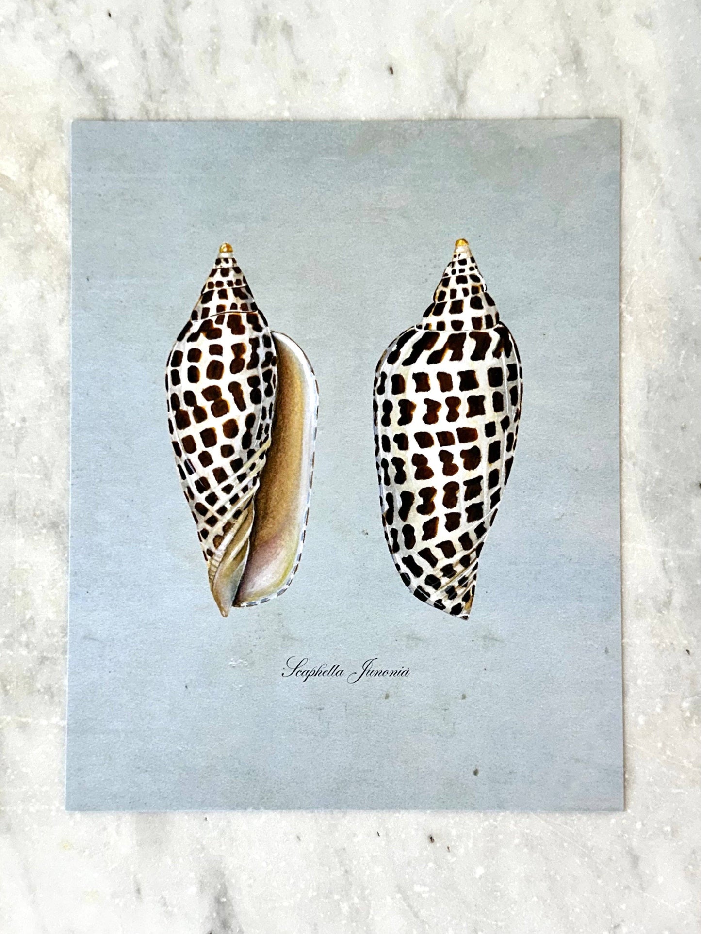 Junonia Shells on Blue Print: 8x10"