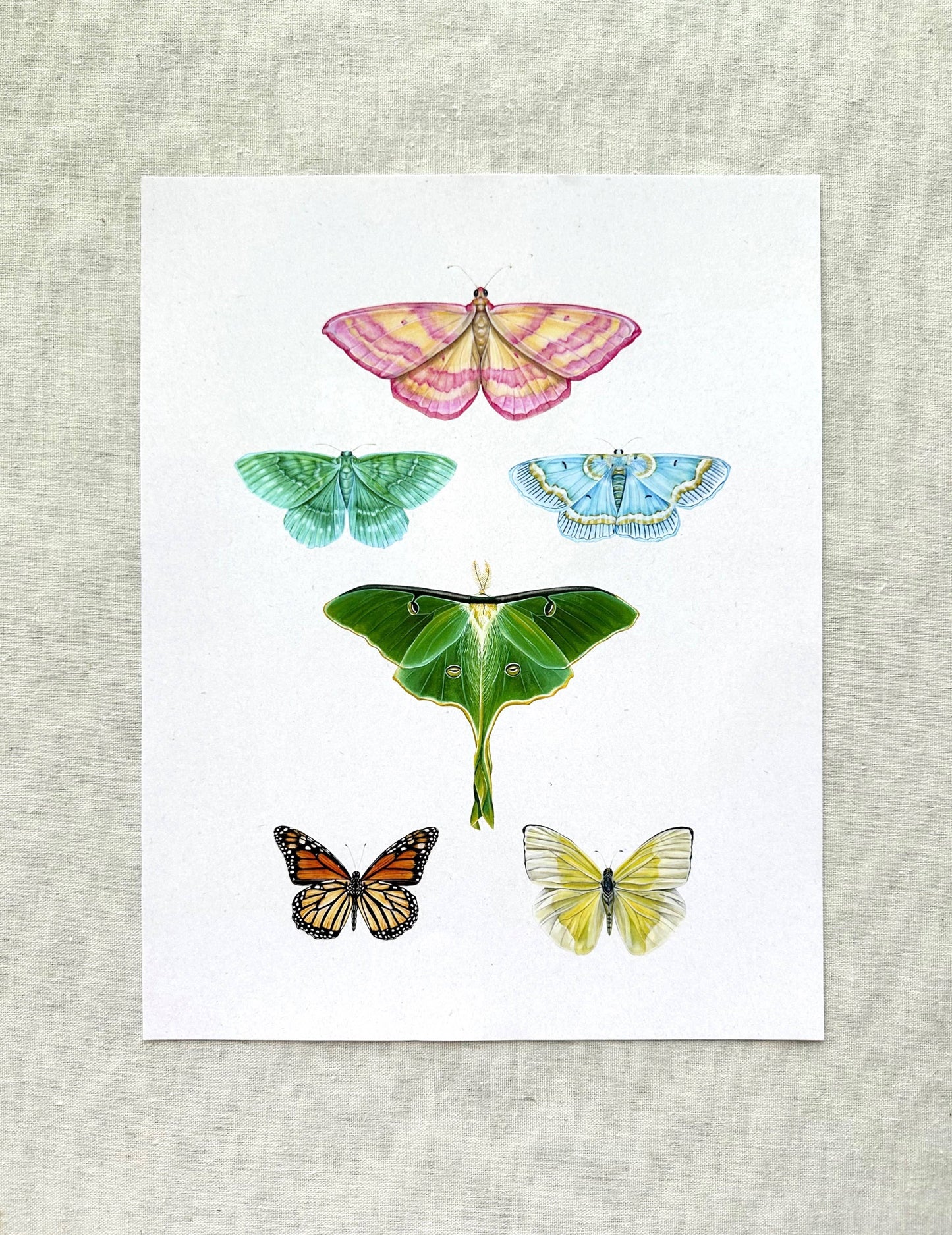 Butterfly Print 11x14"