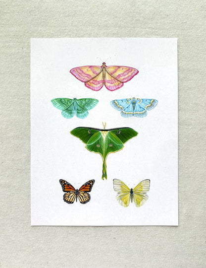 Butterfly Print 11x14"